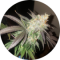 Broderick Randle Avatar