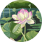 J Avatar