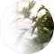 Nic Taylor Avatar