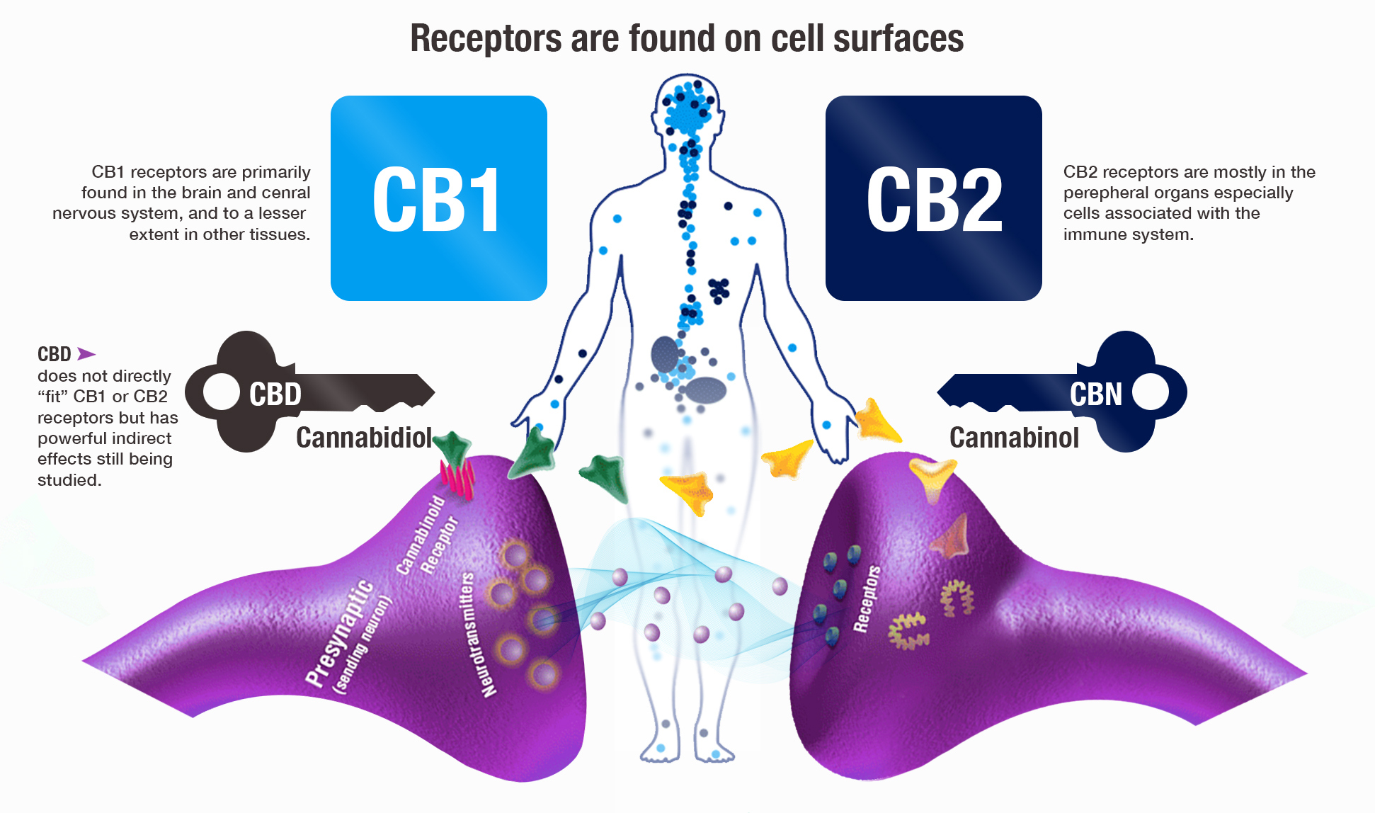 endo-cbd-graphic_4bd25dbd387b6caf4276dc84164052ed